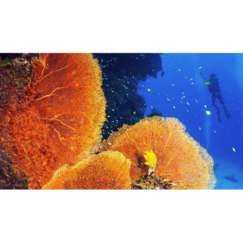 AWARE - Coral Reef Conservation